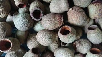 Eucalyptus Bells Zaaddozen Los ca. 1 kilo, Ophalen of Verzenden, Nieuw