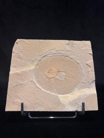 Vis - Fossiel skelet - Cyclobatis - 14 cm - 16.5 cm