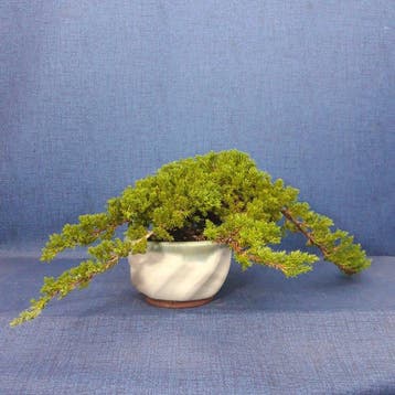 Jeneverbes bonsai (Juniperus) - Hoogte (boom): 13 cm -