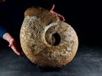 Indrukwekkende enorme ammoniet - Gefossiliseerd dier -, Nieuw