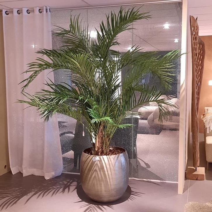 Kunstplant in pot Colours&Green, Areca Palm, Huis en Inrichting, Woonaccessoires | Kunstplanten en Kunstbloemen