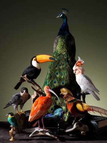 Taxidermie opgezette dieren schedel preparaten skeletten Max, Ophalen of Verzenden, Nieuw, Overige soorten, Opgezet dier