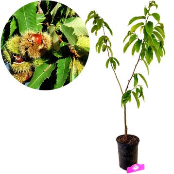 Castanea sativa Pilio + pot 23cm, Tuin en Terras, Verzenden, Volle zon