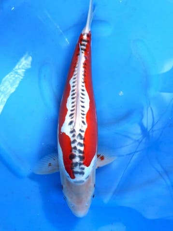 HQ Shusui van Ozumi Ikarashi 39cm (Japanse Koi), Karper of Koi