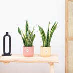 Green Bubble - 2x Sanseveria Laurentie - 45cm - Ø12 cm, Ophalen of Verzenden