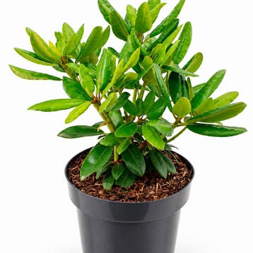 Rhododendron catawbiense Grandiflorum container (P23), Verzenden, Overige soorten, Haag
