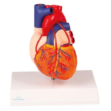 Anatomie model hart met bypasses, 2-delig, 14x8x8 cm, Nieuw