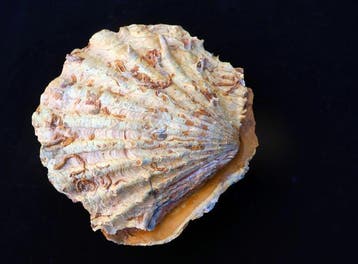 Gefossiliseerde schelp - Cténostreon - 12 cm - 11 cm, Verzamelen