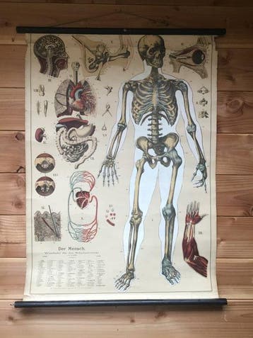 Anatomisch model - Linnen , Hout - 1888 - Oude schoolplaat, Antiek en Kunst