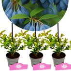 SSet van 3 Bosbessen - Vaccinium cylindraceum, Verzenden, Volle zon