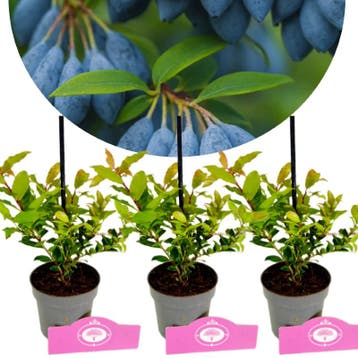 SSet van 3 Bosbessen - Vaccinium cylindraceum, Verzenden, Volle zon