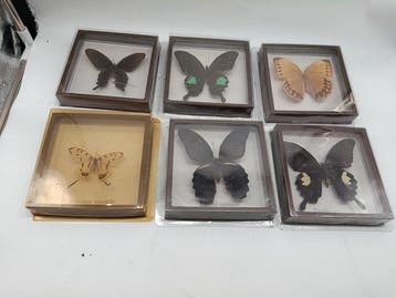 Vlinder Taxidermie volledige montage - Papilio Protenor,, Antiek en Kunst