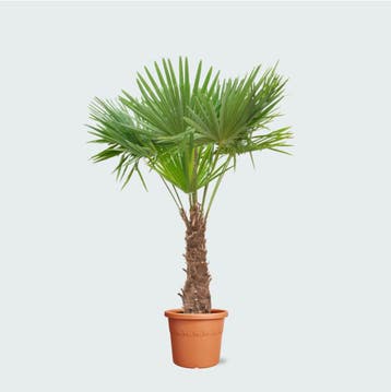 Green Bubble - Trachycarpus Fortunei - 240cm - Ø40 - 45 cm, Ophalen of Verzenden