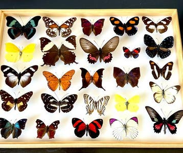Historische entomologische collectie - 25 exotische, Nieuw