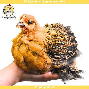 Tamme, Rustige Cochin Kriel te koop!, Dieren en Toebehoren, Meerdere dieren, Kip