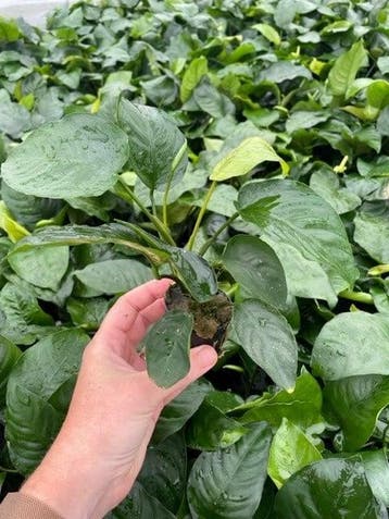 Anubias Barteri (Aquariumplanten, Aquarium producten), Verzenden, Nieuw, Plant(en), Steen of Hout