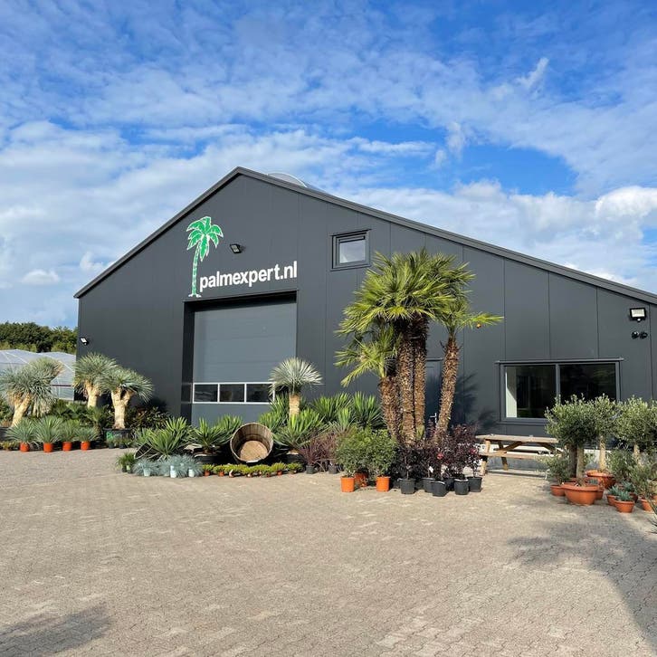 Bestel online uw palmen, olijfboom, cipressen, vijgenboom!!!, Tuin en Terras, Planten | Bomen, Olijfboom, In pot, 100 tot 250 cm