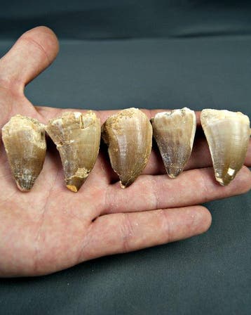 Verzameling mosasaurus-tanden - Fossiele tand - Mosasaurus, Verzamelen, Mineralen en Fossielen
