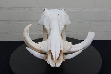 African Warthog Schedel - Phacochoerus africanus - 0 cm -, Verzamelen, Nieuw