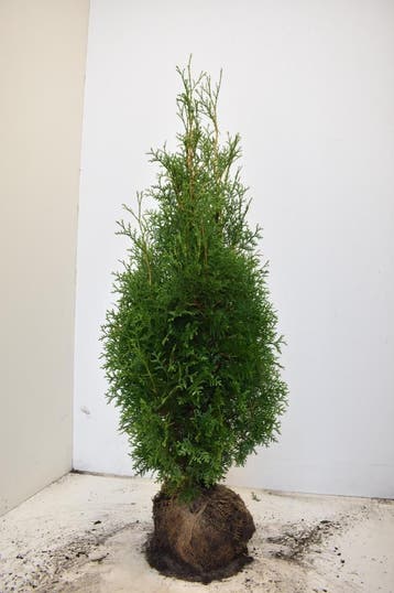 Conifeer King of Brabant, NIEUW!, Tuin en Terras, Planten | Struiken en Hagen, Ophalen of Verzenden, Conifeer, Haag