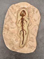 Salamander in uitzonderlijk goede staat bewaard. - Fossiel