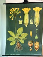 Schlusselblüme - Jung Koch Quentell, sleutelbloem 1963 -