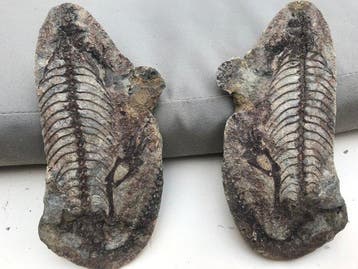 Reptiel - Fossiel skelet - Barasaurus - 17 cm - 8 cm