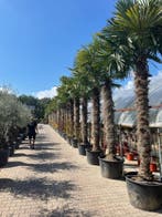 Trachycarpus fortunei palmboom / palmbomen te koop!!!!!!!!!!, Tuin en Terras, In pot, Halfschaduw, Ophalen of Verzenden, 100 tot 250 cm