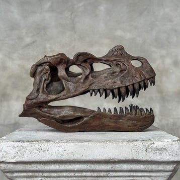 GEEN RESERVEPRIJS - Een replica van een dinosaurus-schedel -