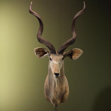 Koedoe Vintage Taxidermie Opgezette Dieren By Max, Verzamelen, Ophalen of Verzenden, Nieuw, Wild dier, Opgezet dier