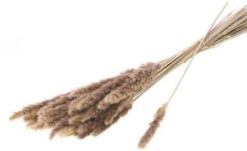 Reed Bos Natural Graspluimen 70 gram, Ophalen of Verzenden, Nieuw