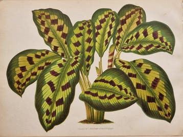 Alfred Cogniaux & Élie Marchal - Calathea tubispatha