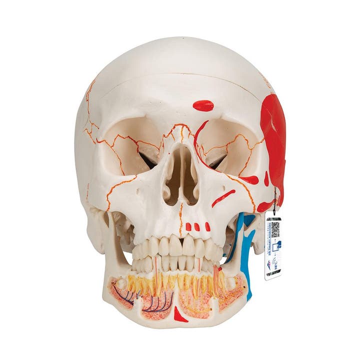 Anatomie model schedel met open onderkaak en spieren, 3-..., Sport en Fitness, Massageproducten