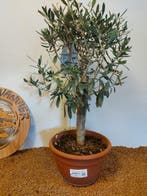 Olijf bonsai (Olea europaea) - Hoogte (boom): 60 cm - Diepte