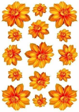 EK voetbal 2024 Stickers Dahlia bloemen ORANJE