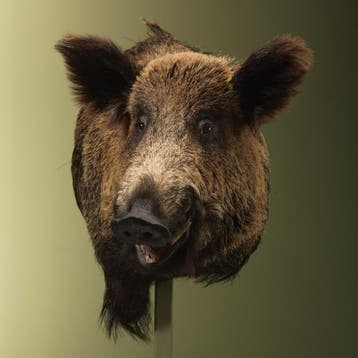 Wild Zwijn Groot Offset Taxidermie Opgezette Dieren By Max, Verzamelen, Dierenverzamelingen, Ophalen of Verzenden, Nieuw, Wild dier