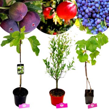 Set van 3 Mediterrane fruitplanten, Tuin en Terras, Planten | Fruitbomen, Verzenden, Volle zon