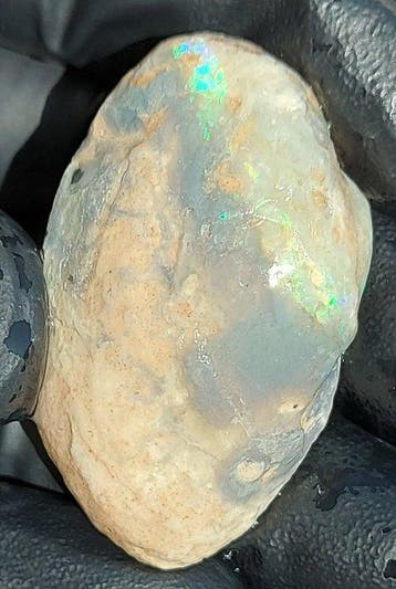 Opaliseerde schelpfossiel - Gefossiliseerde schelp - 2.4 cm