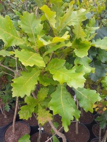 verschillende soorten eik Quercus , in pot, Ophalen, In pot