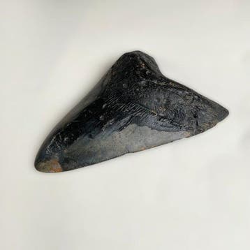 Megalodon - Fossiele tand - 134 mm - 93 mm