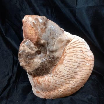 Ammoniet - Gefossiliseerde schelp - Mammites nodosoides - 24
