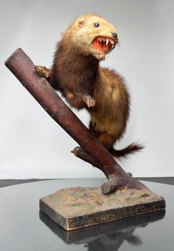 Wilde fret Taxidermie volledige montage - Mustela Putorius -