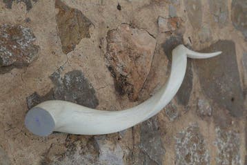 Koedoe Hoorns - Tragelaphus Strepsiceros - 15 cm - 10 cm -
