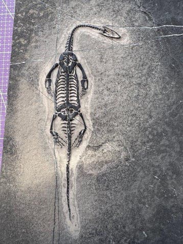 Fossiel reptiel: Keichousaurus – zeldzaam getuigenis uit het