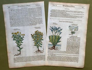8 xilografie di piante fiorite - 1597