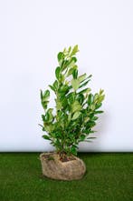 Laurier - Prunus Laurocerasus Rotundifolia - 60 t/m 200cm, Ophalen of Verzenden, Laurier, Struik