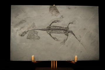 Zeereptiel - Gefossiliseerd dier - Keichousaurus sp. - 21 cm