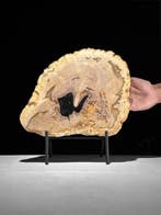 Prachtige snede van versteend hout op een op maat gemaakte, Antiek en Kunst