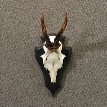 Reebok Gewei Taxidermie Opgezette Dieren By Max, Ophalen of Verzenden, Nieuw, Wild dier, Opgezet dier