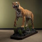 Tijger Taxidermie Opgezette Dieren By Max, Ophalen of Verzenden, Nieuw, Wild dier, Opgezet dier